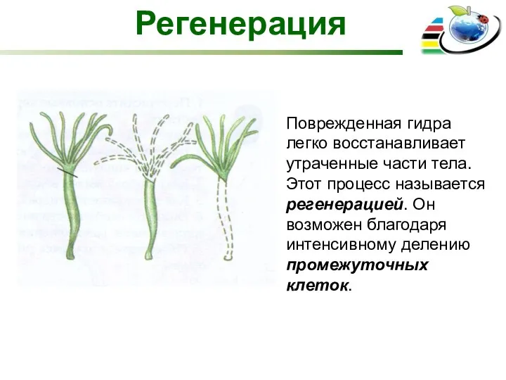 Регенерация Поврежденная гидра легко восстанавливает утраченные части тела. Этот процесс называется регенерацией.