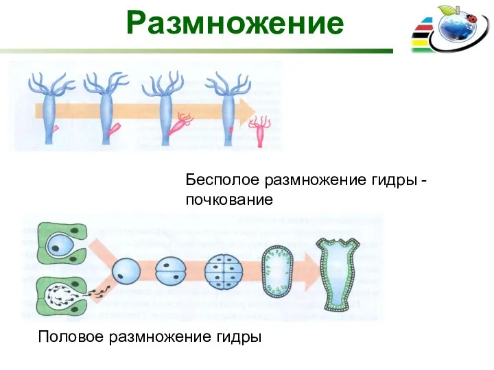 Размножение Бесполое размножение гидры - почкование Половое размножение гидры