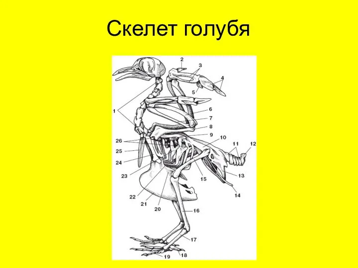 Скелет голубя