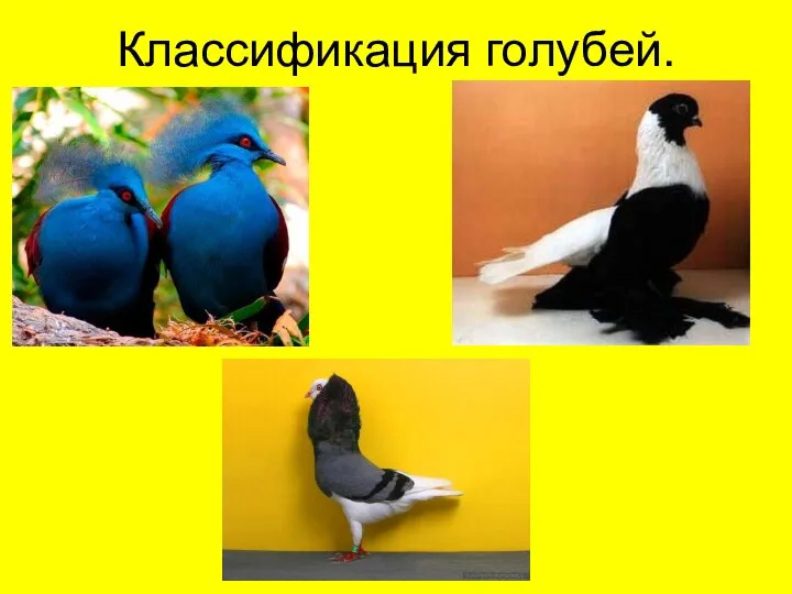 Классификация голубей.