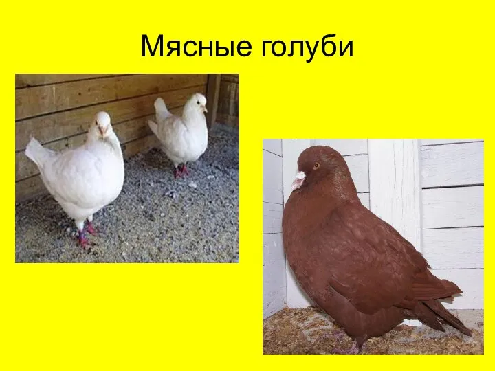 Мясные голуби