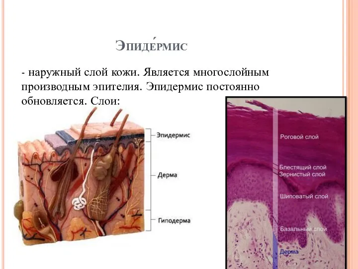 Эпиде́рмис - наружный слой кожи. Является многослойным производным эпителия. Эпидермис постоянно обновляется.