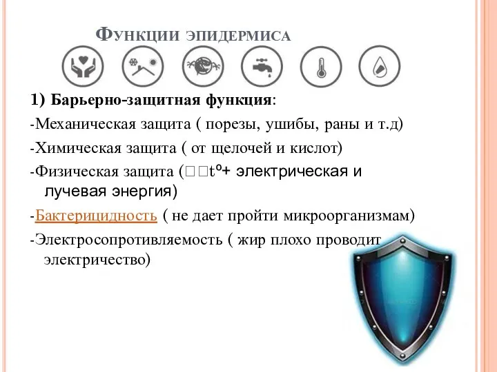 Функции эпидермиса 1) Барьерно-защитная функция: -Механическая защита ( порезы, ушибы, раны и