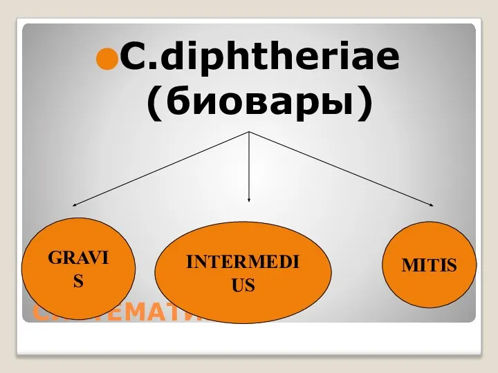 СИСТЕМАТИКА C.diphtheriae (биовары) GRAVIS INTERMEDIUS MITIS