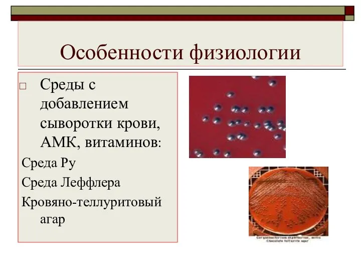 Особенности физиологии Среды с добавлением сыворотки крови, АМК, витаминов: Среда Ру Среда Леффлера Кровяно-теллуритовый агар