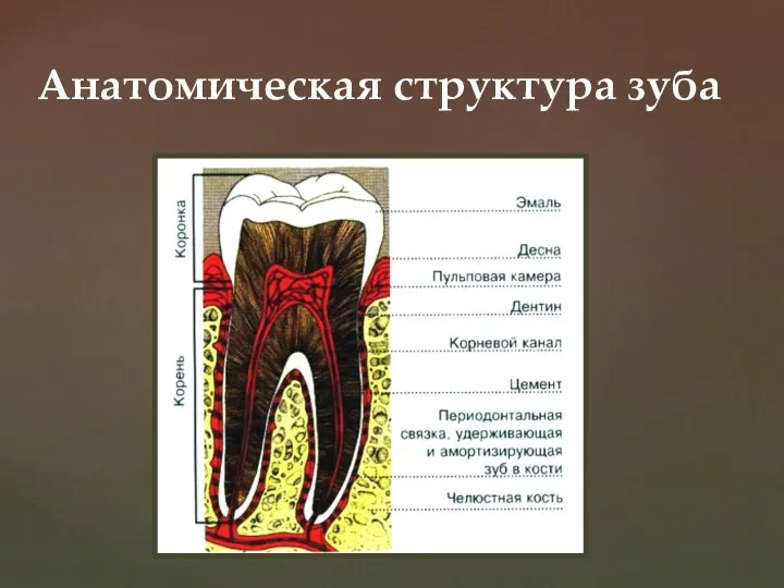 Анатомическая структура зуба