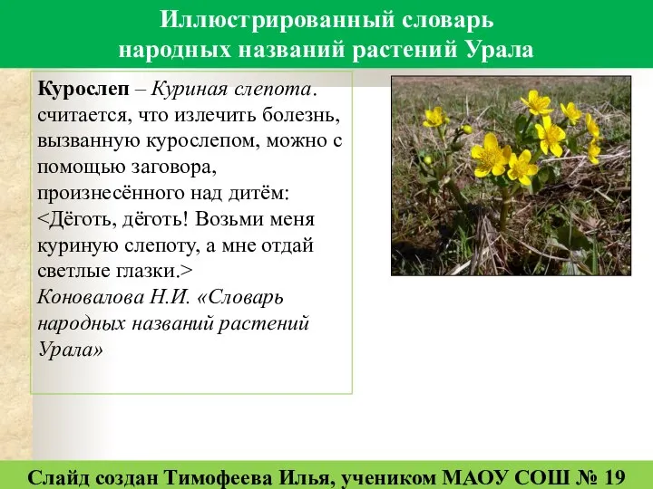 Иллюстрированный словарь народных названий растений Урала Курослеп – Куриная слепота. считается, что