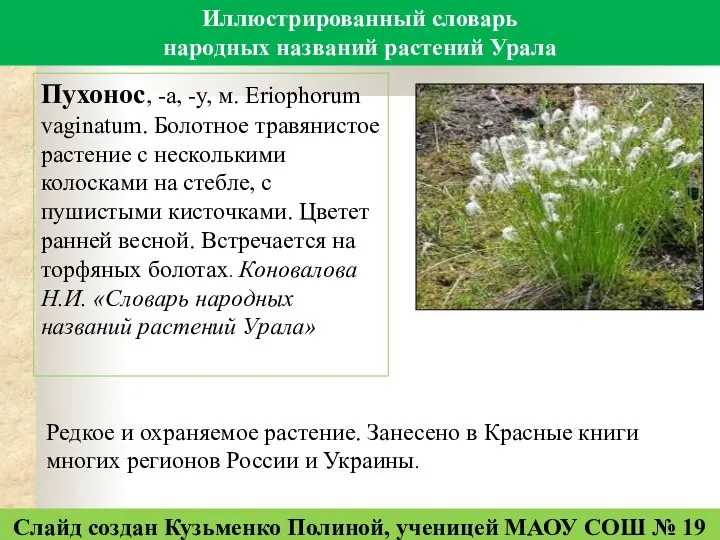 Иллюстрированный словарь народных названий растений Урала Пухонос, -а, -у, м. Eriophorum vaginatum.