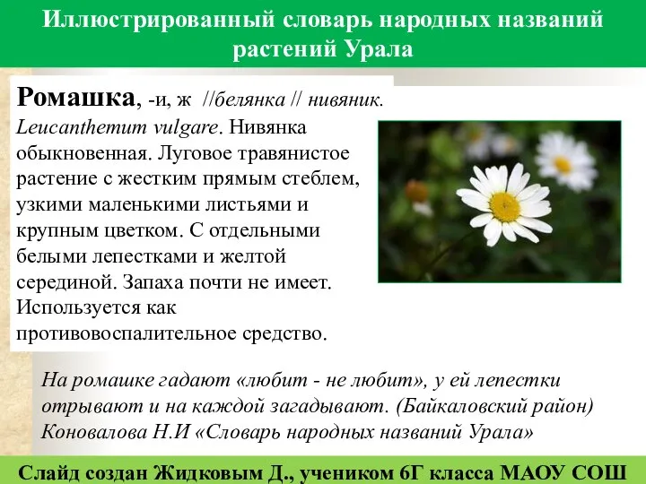 Иллюстрированный словарь народных названий растений Урала Слайд создан Жидковым Д., учеником 6Г