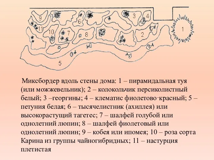 Миксбордер вдоль стены дома: 1 – пирамидальная туя (или можжевельник); 2 –