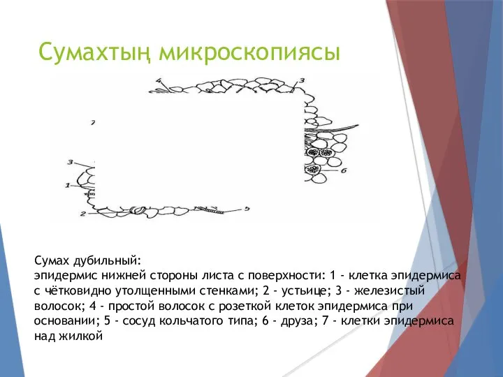 Сумахтың микроскопиясы Сумах дубильный: эпидермис нижней стороны листа с поверхности: 1 -