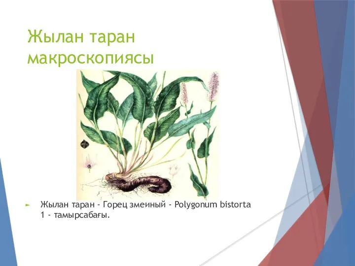 Жылан таран макроскопиясы Жылан таран - Горец змеиный - Polygonum bistorta 1 - тамырсабағы.