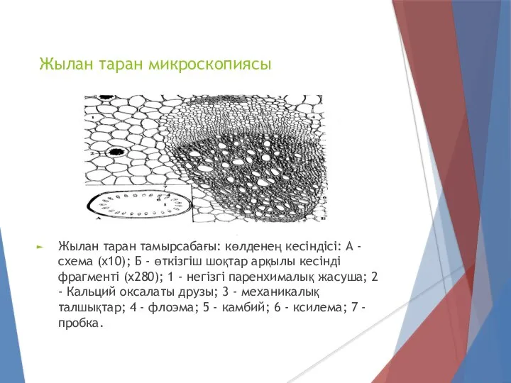 Жылан таран микроскопиясы Жылан таран тамырсабағы: көлденең кесіндісі: А - схема (х10);