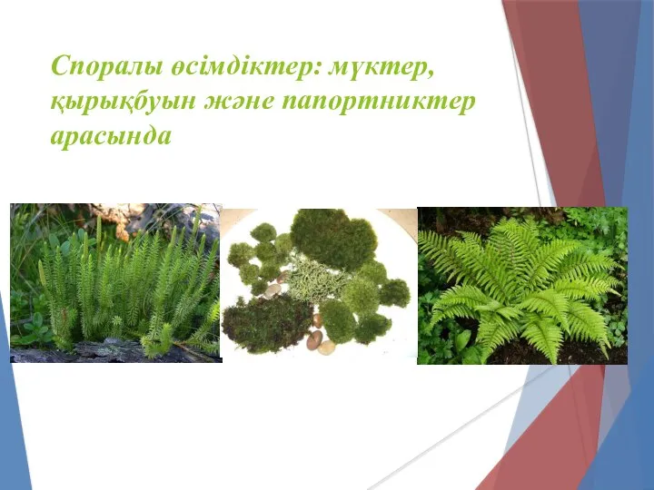 Споралы өсімдіктер: мүктер, қырықбуын және папортниктер арасында