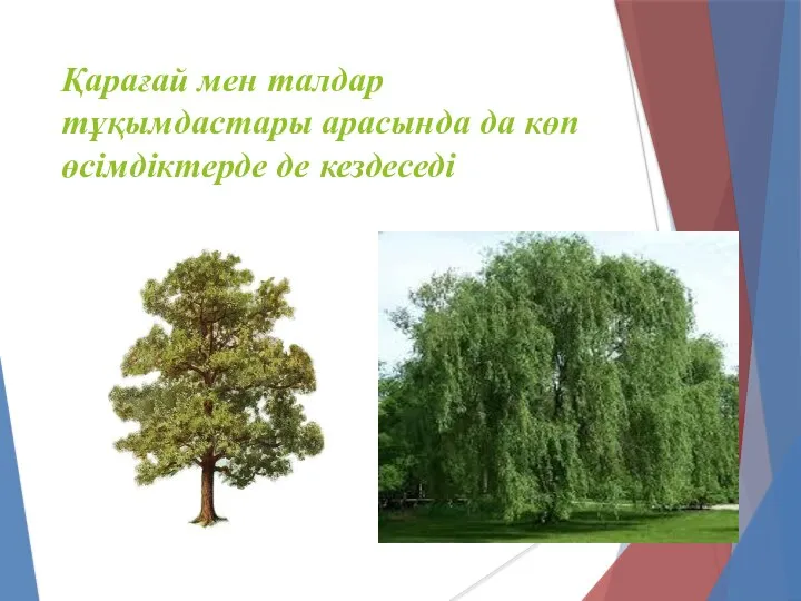 Қарағай мен талдар тұқымдастары арасында да көп өсімдіктерде де кездеседі