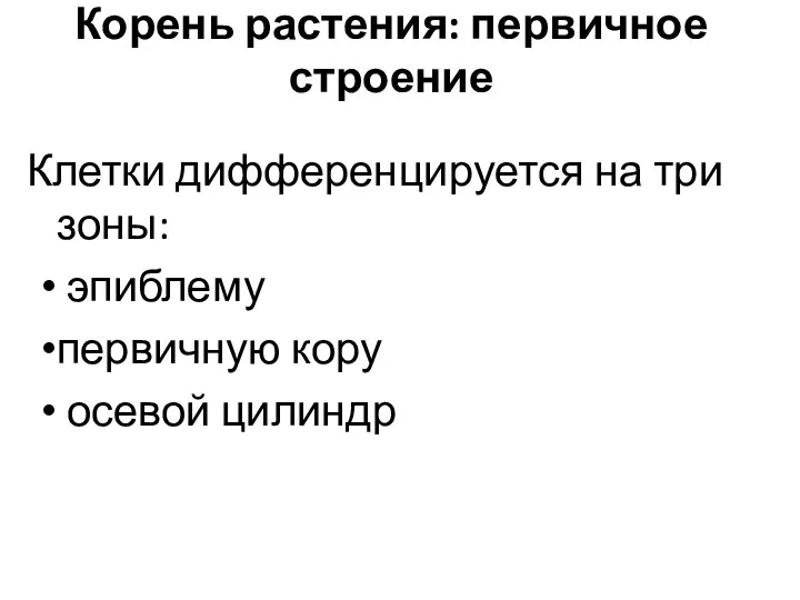 Корень растения: первичное строение Клетки дифференцируется на три зоны: эпиблему первичную кору осевой цилиндр