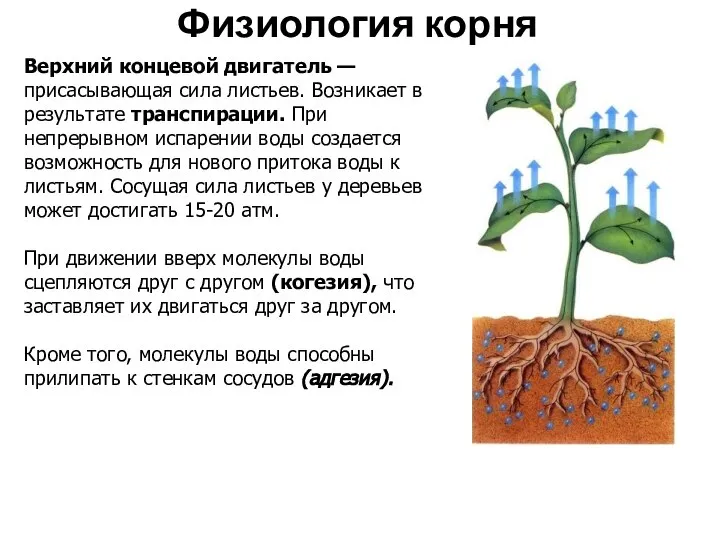 Физиология корня Верхний концевой двигатель — присасывающая сила листьев. Возникает в результате