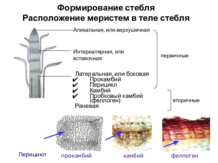 Формирование стебля Расположение меристем в теле стебля Латеральная, или боковая Прокамбий Перицикл