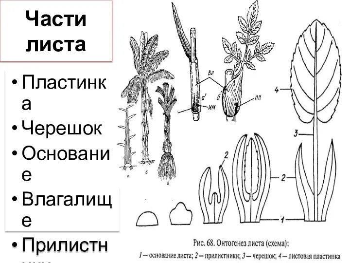 Пластинка Черешок Основание Влагалище Прилистники Части листа