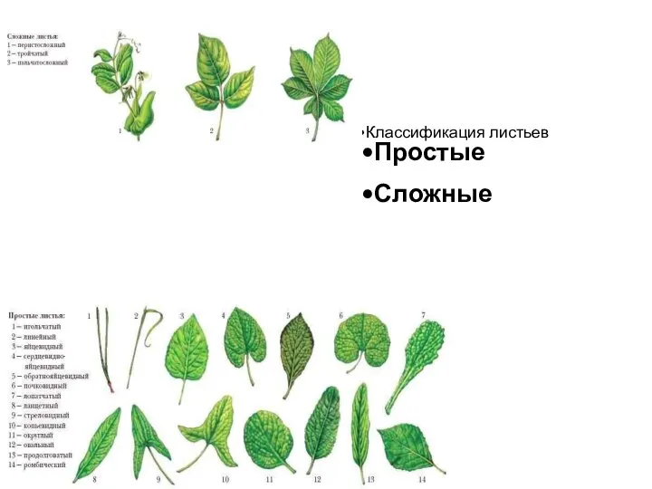 Классификация листьев Простые Сложные