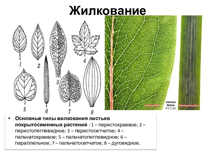 Жилкование Основные типы жилкования листьев покрытосеменных растений : 1 – перистокраевое; 2