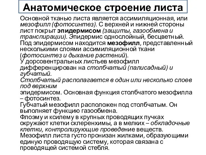 Анатомическое строение листа Основной тканью листа является ассимиляционная, или мезофилл (фотосинтез). С