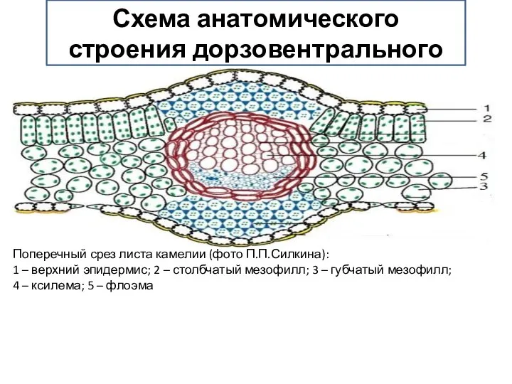 Схема анатомического строения дорзовентрального листа Поперечный срез листа камелии (фото П.П.Силкина): 1