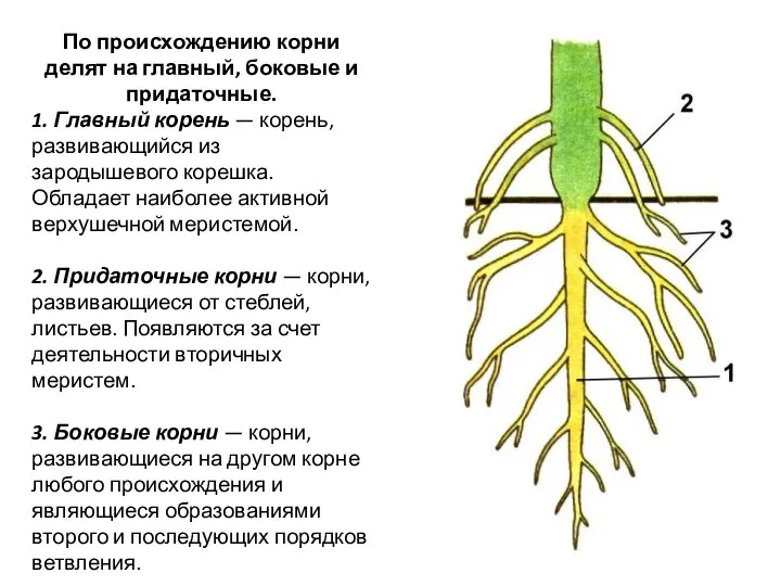 По происхождению корни делят на главный, боковые и придаточные. 1. Главный корень