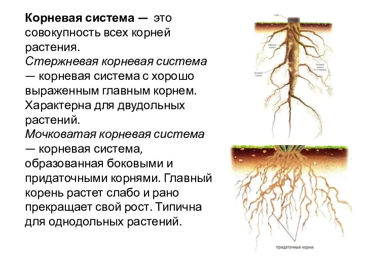 Корневая система — это совокупность всех корней растения. Стержневая корневая система —