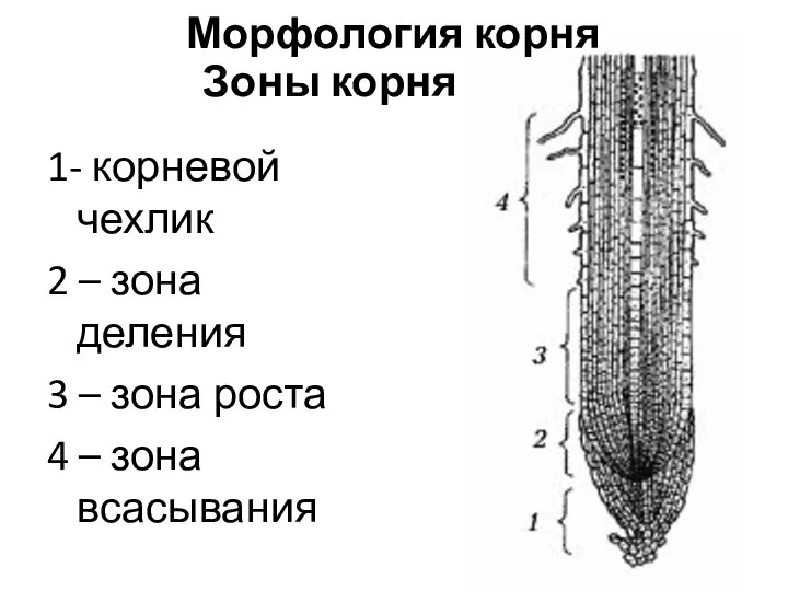 Зоны корня 1- корневой чехлик 2 – зона деления 3 – зона