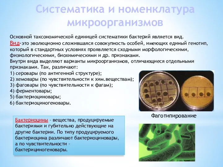 Систематика и номенклатура микроорганизмов Основной таксономической единицей систематики бактерий является вид. Вид-это