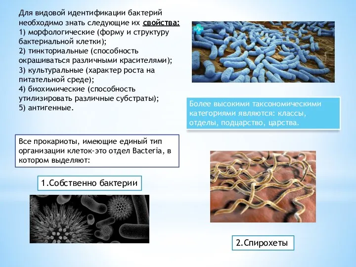 Для видовой идентификации бактерий необходимо знать следующие их свойства: 1) морфологические (форму