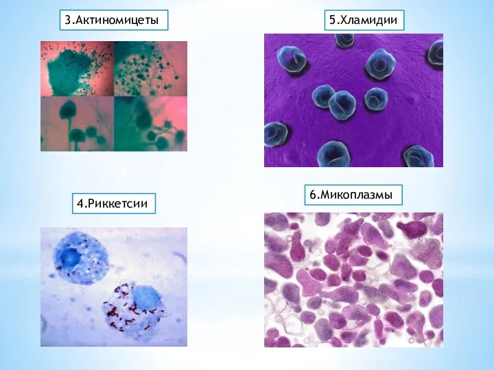 3.Актиномицеты 4.Риккетсии 5.Хламидии 6.Микоплазмы