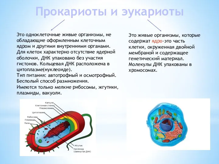 Прокариоты и эукариоты Это одноклеточные живые организмы, не обладающие оформленным клеточным ядром