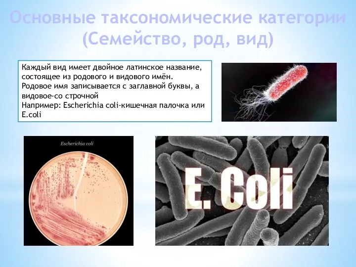 Основные таксономические категории (Семейство, род, вид) Каждый вид имеет двойное латинское название,