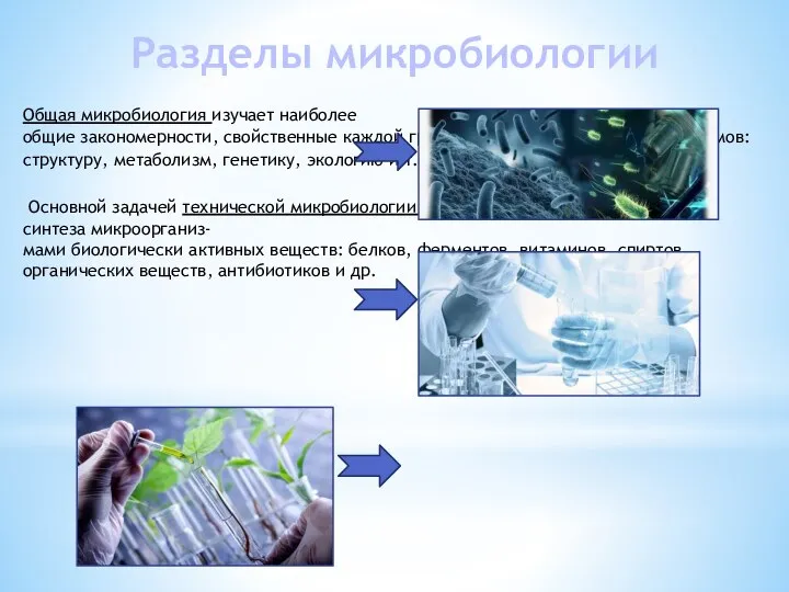 Разделы микробиологии Общая микробиология изучает наиболее общие закономерности, свойственные каждой группе перечисленных