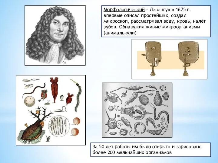Морфологический - Левенгук в 1675 г. впервые описал простейших, создал микроскоп, рассматривал