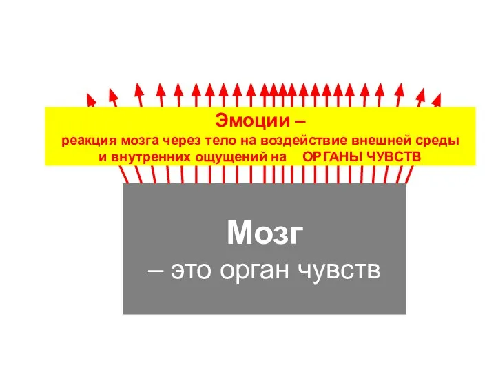 Эмоции – реакция мозга через тело на воздействие внешней среды и внутренних ощущений на ОРГАНЫ ЧУВСТВ