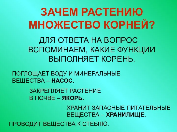 ЗАЧЕМ РАСТЕНИЮ МНОЖЕСТВО КОРНЕЙ? ДЛЯ ОТВЕТА НА ВОПРОС ВСПОМИНАЕМ, КАКИЕ ФУНКЦИИ ВЫПОЛНЯЕТ