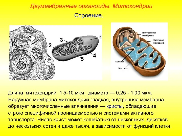 Длина митохондрий 1,5-10 мкм, диаметр — 0,25 - 1,00 мкм. Наружная мембрана