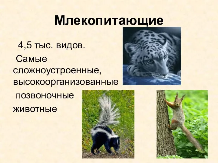 Млекопитающие 4,5 тыс. видов. Самые сложноустроенные, высокоорганизованные позвоночные животные