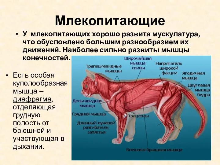 Млекопитающие Есть особая куполообразная мышца – диафрагма, отделяющая грудную полость от брюшной