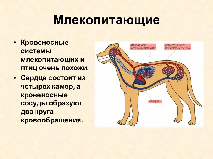 Млекопитающие Кровеносные системы млекопитающих и птиц очень похожи. Сердце состоит из четырех