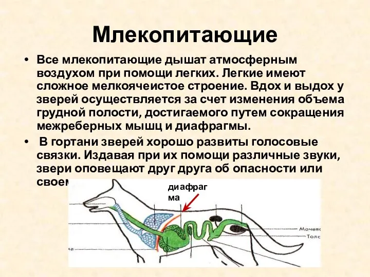 Млекопитающие Все млекопитающие дышат атмосферным воздухом при помощи легких. Легкие имеют сложное