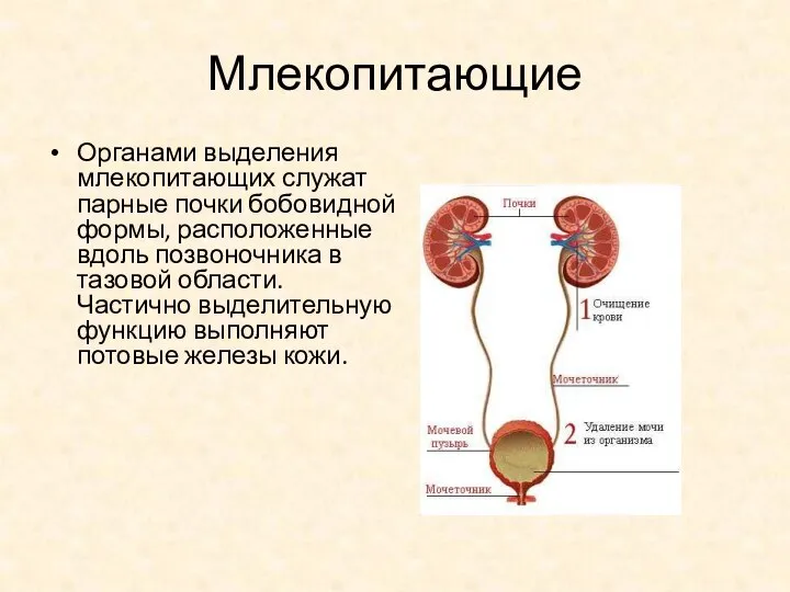 Млекопитающие Органами выделения млекопитающих служат парные почки бобовидной формы, расположенные вдоль позвоночника