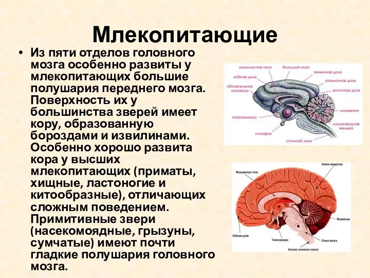 Млекопитающие Из пяти отделов головного мозга особенно развиты у млекопитающих большие полушария