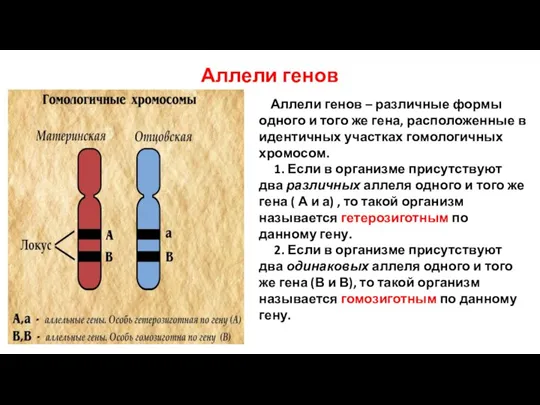 Аллели генов Аллели генов – различные формы одного и того же гена,