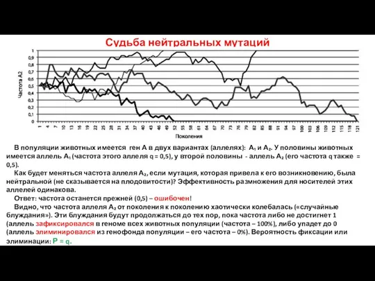 Судьба нейтральных мутаций В популяции животных имеется ген А в двух вариантах