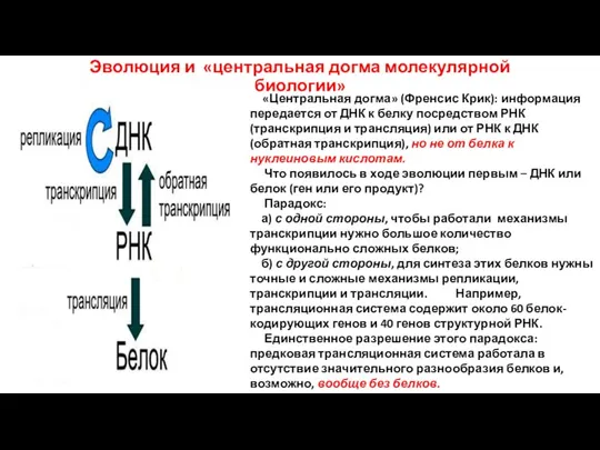 Эволюция и «центральная догма молекулярной биологии» «Центральная догма» (Френсис Крик): информация передается