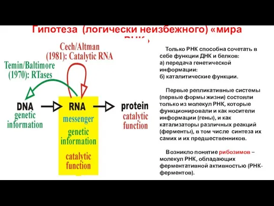 Гипотеза (логически неизбежного) «мира РНК» Только РНК способна сочетать в себе функции